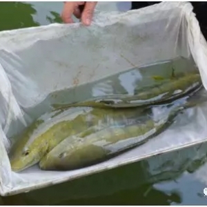 ��Ʒ�N�����A���Ј��r44Ԫ/��������O�����m�϶�N�Bֳ��ʽ��δ������~�����F��