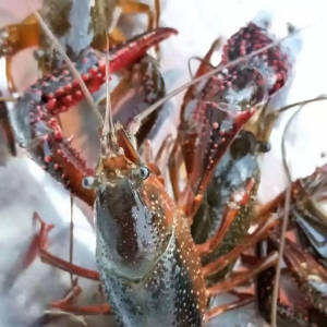 С���r�r���^�m�ϝq��Ʒ�Ơ��Z�����ƴ�푡���2018��11��19��С���r���^�r��