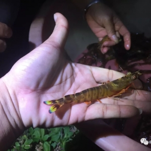 �Pע���@����С�����Č��rƷ�N��������ӽ�100Ԫ/�