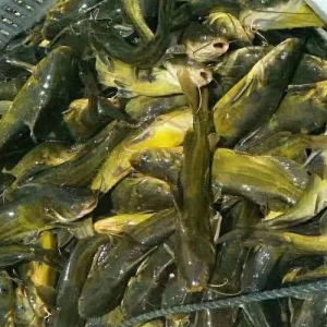 �S��~��������������sˮ���Bֳ��H�ܱ�������������߀�B���B��