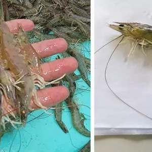 �r�������L(zh��ng)����͹����������w�l(f��)���@��҂��������z�y(c��)��(bi��o)��(zh��n)Ҫ����