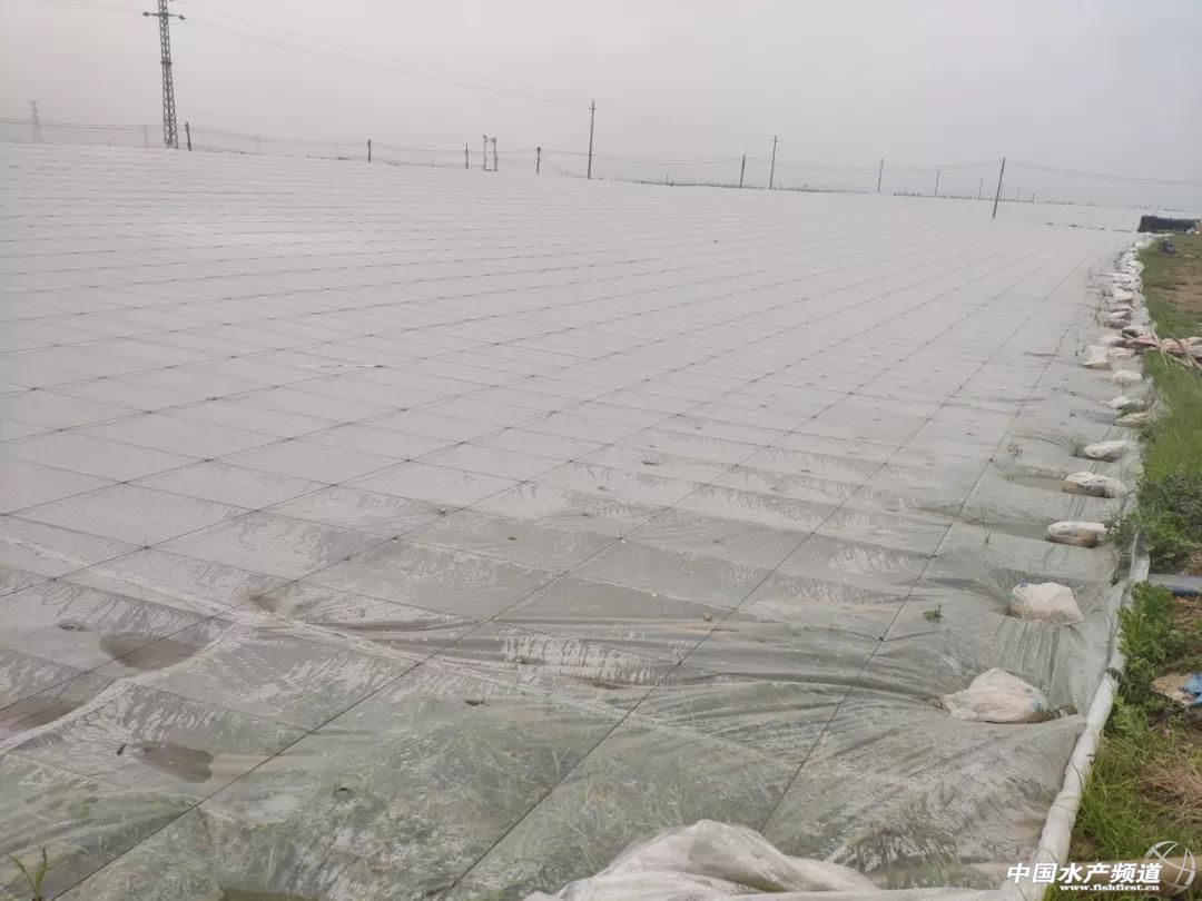 ����̽�L��ɳ�~�����B(y��ng)ֳ���Ї�ģʽ