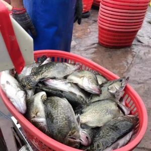 �V�|�����ա�ɽ�|�Z�~�r�q0.5Ԫ/��D���~�������@������2018��12��7���Z�N���^�r