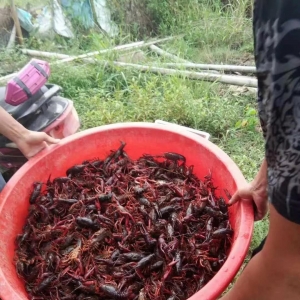 ȫ�����q��1������С���r����u��55Ԫ/�����2018��12��11��С���r���^�r��