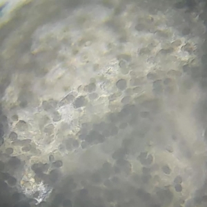 ʯ���~Ͷ������u���ӣ�СҎ(gu��)������r�µ����_����ߡ��ږ|�ǰߵȃr���ϝq