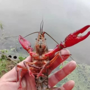 ���������^�m�ϝq���󲿷ֵ؅^�ٝq2Ԫ/��������2019��1��7��С���r���^�r��