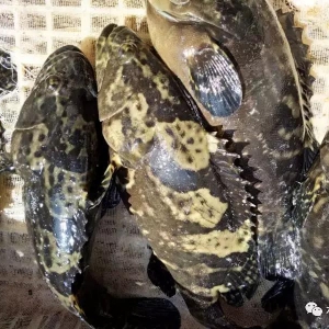 �R���������Bֳ���ʯ���~��Ȼ����14Ԫ/��