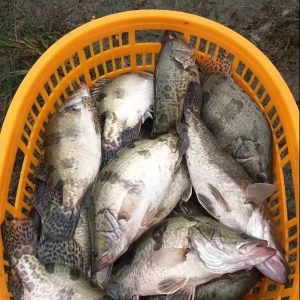 ��ǰ���ѳ��~(y��)���V�|�Z�~(y��)�r(ji��)�������ͬ�ڵ�2.5Ԫ/��