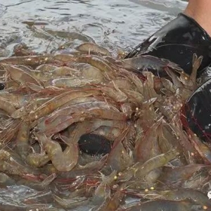 �r�r����������ʽ�µ�8-10Ԫ/�