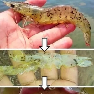 �B�r��ɫ׃�������кڰ߲�һ���ǉ���