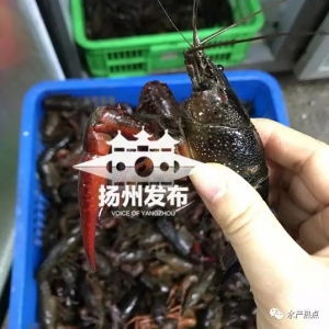 ���r���[����С���r�_(k��i)��ƽ��һֻ6�K�X(qi��n)