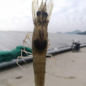 98��ٍ��240�f����������γɾ��B�r��Ԓ��