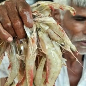 ӡ���ٯ���U������������7.5�f���B�r��e