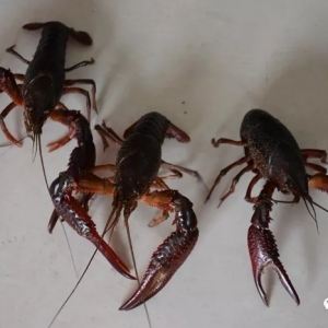 2019�꣬С���r�a�I���M���ˮ�X��