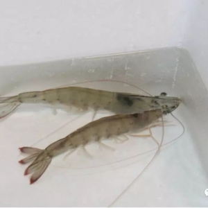 SIS�߿��N�r��(qi��ng)���M(j��n)܊��������ӆ��ȥ���|β�r�磡