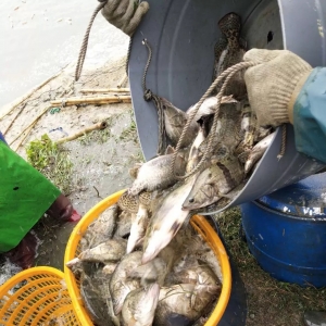 ȫ���ϝq����ߝq1.5Ԫ/������Z�N�r������