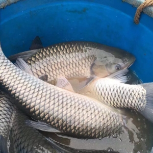 �~܇������ꠣ����~�����q��