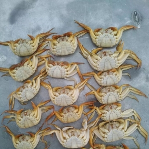 һ�����ҽ�����Α�����з��һ��Ó��,��Ч����������