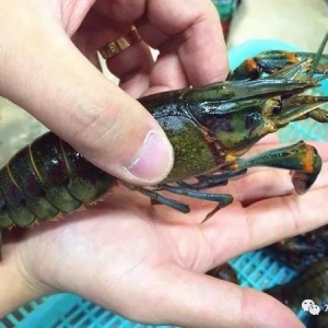 �@�l�r�B(y��ng)ֳ�՝u�𱬣���N�u2Ԫ/β߀������(y��ng)��