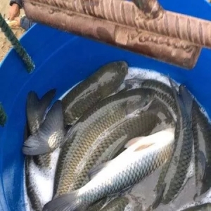 ����~�����u��6����~����u��7.5Ԫ/�