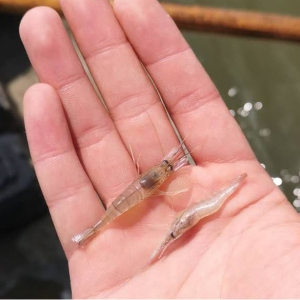 ��՚�ϴ�ٸ��]�������_�r�������������3�f����e��Ӱ�