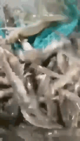 ���Ї��Ј����B(y��ng)ֳЧ���Ǚz��|(zh��)������Ҫ�˜�