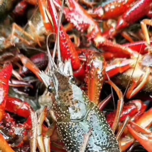 30Ԫ/���I��С���r�磬�B��ֻ�u8-9Ԫ/�