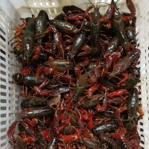 Ч����P(gu��n)�I�c����߮��a(ch��n)�������L�u�r�r�g