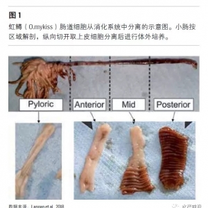 ��ʲô��ˮ�a(ch��n)�B(y��ng)ֳ�Б�(y��ng)ԓʹ�Ï�(f��)����������