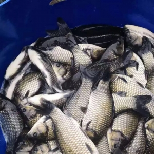 �������ֵ؅^�a�~���u��8Ԫ���ߝq2Ԫ�