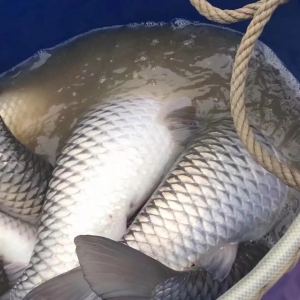 �������~�u��3.3Ԫ/��Bֳ����ʧȥ���ģ�