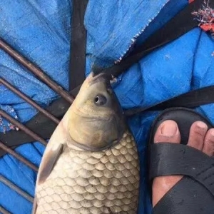 �a�~���q�������V���q0.8Ԫ/���h��2Ԫ/�