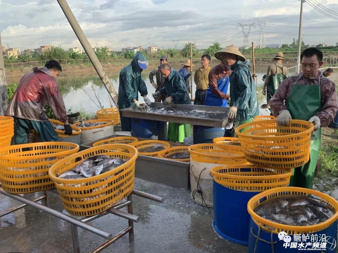 �Z�~������B(y��ng)ֳ�в��У�����һ̽����