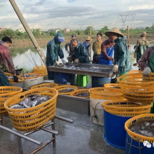 �Z�~������B(y��ng)ֳ�в��У�����һ̽����