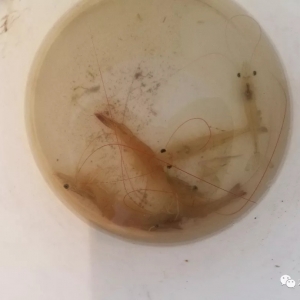 ������(du��)�r�B(y��ng)ֳ�I(y��)�����Rһ��(ch��ng)���󿼡�