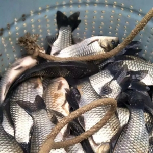 6.6Ԫ/��a�~���u����������ӭ����q��