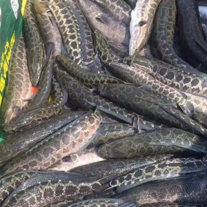 �����ϝq��7��8�����~���^��r