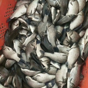 ȫ��ͻ�ƣ��a�~�ϝq�ѳɶ��֣�