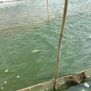 �����Ўׂ���ħ�䡱�������صĴ�����S��~