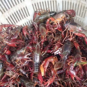 �������J�p�����С���r�r�񱩝q��