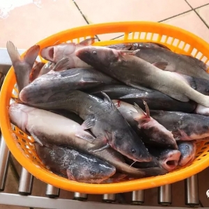 ���ַ�(w��n)����7��22�ս��F(tu��n)�r(ji��)�񲥈�(b��o)