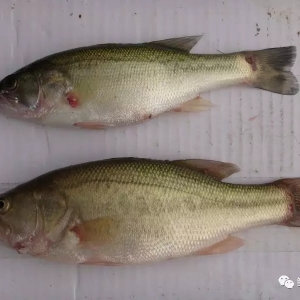 �����|�Z���Ͼ����߰l(f��)�������ٺ�Ҳ�o(w��)�Σ�15��һ����(sh��)��(zh��n)�ɽ�����Α�(y��ng)��(du��)