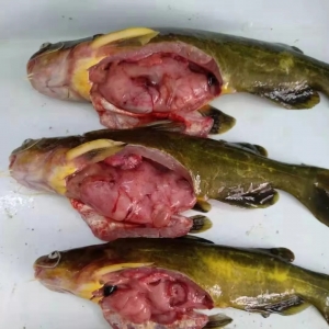 �׸Σ���Ѫ...��������S��~���rô��