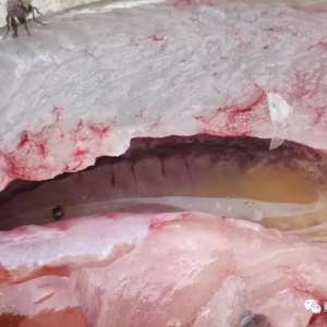 ��؛�������J(r��n)�R(sh��)�����|�Z���Ͼ�4��(g��)���̣�������ѷ�����