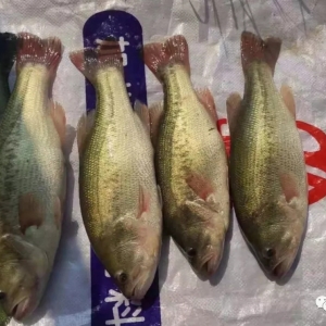 �_�O+���~�_�����@�l�~���q����{(di��o)��| �ܴ�����ؼs