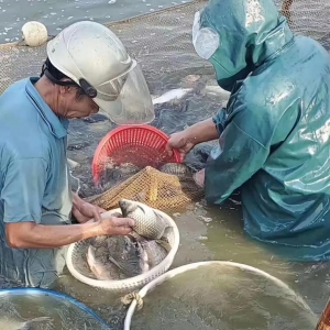 �a�~���Ѓr��7Ԫ���q��14.9Ԫ�����^�r�s����µ���