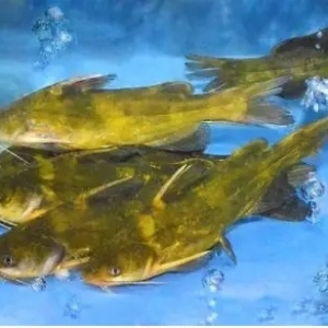 �S��~���^���j��15.5Ԫ/����п��ڣ�