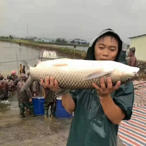 ���c������ز��~�q����0.5Ԫ/�