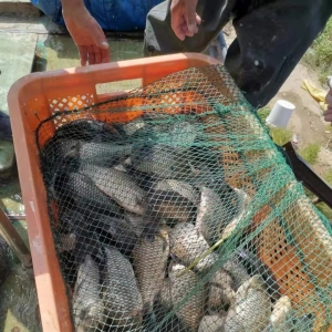 ȫ���a�~���У����^�r����5Ԫ�r����