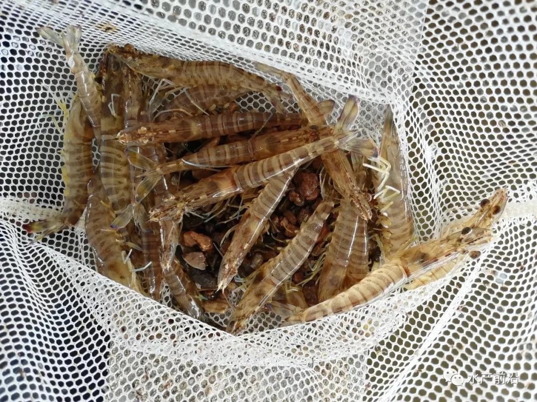 ܇�r���S���Bֳ��Ҫ��